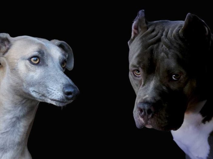 A Whippet and a Pit Bull