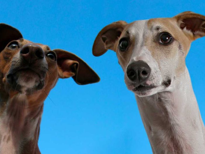 An Italian Greyhound and a Whippet