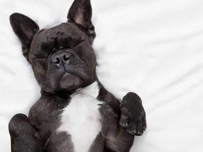 A Dog Sleeping On Its Back!