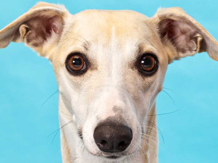 10 Reasons Why Whippets Are the Best Breed of Dog