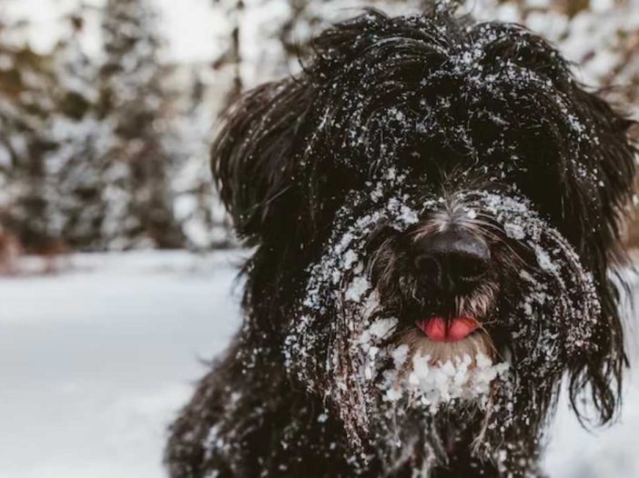 A Dog in Winter Snow!